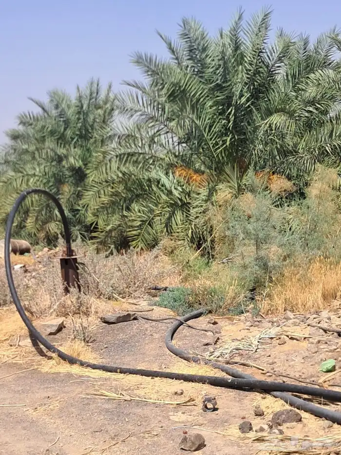 اليتمه نخل كبير روثانه كل نخله فيها اربع اوثلاث فسايل 2