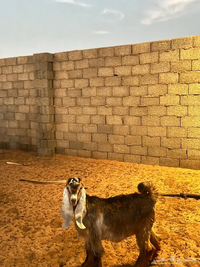 تيس 0