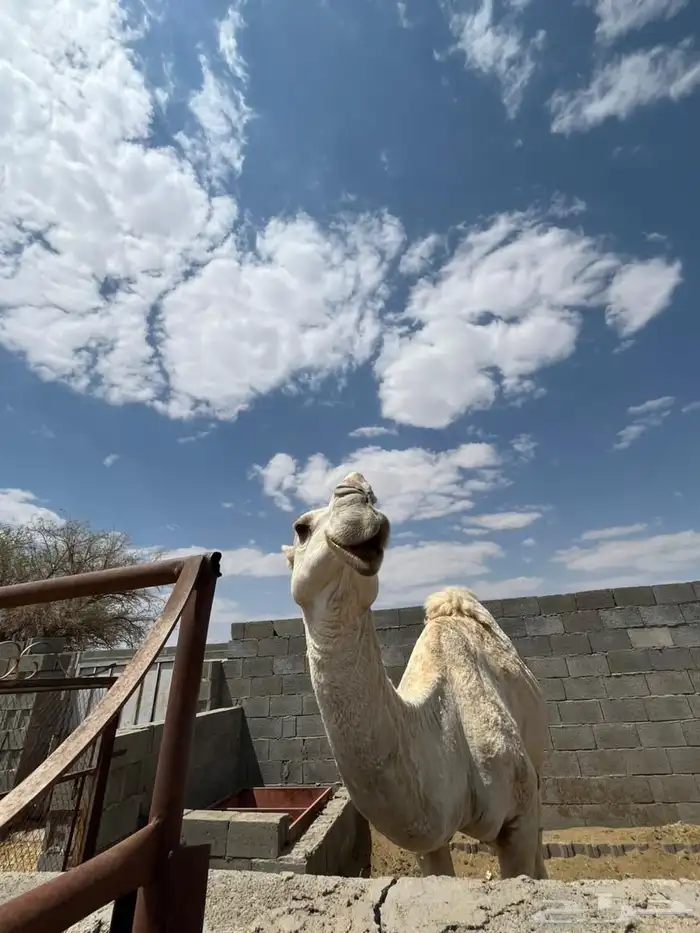 فحل كفو 3