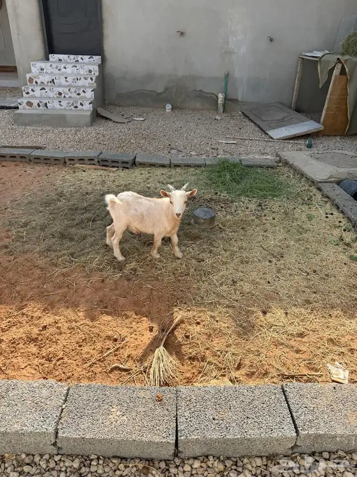 ماعز قزمي للبيع 2