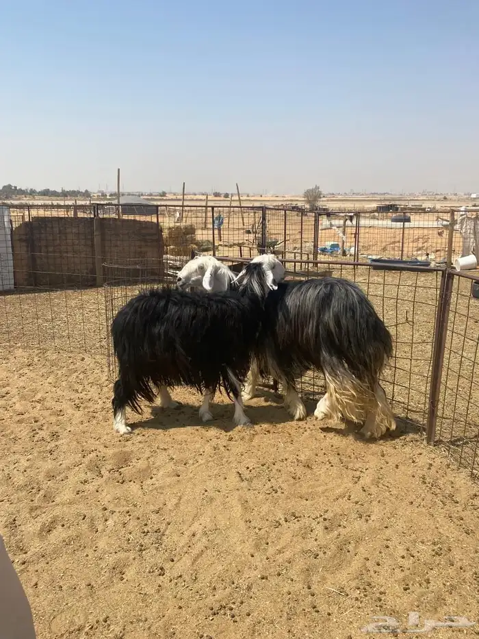 للبيع شياه نجد طيبة بفحلها 9