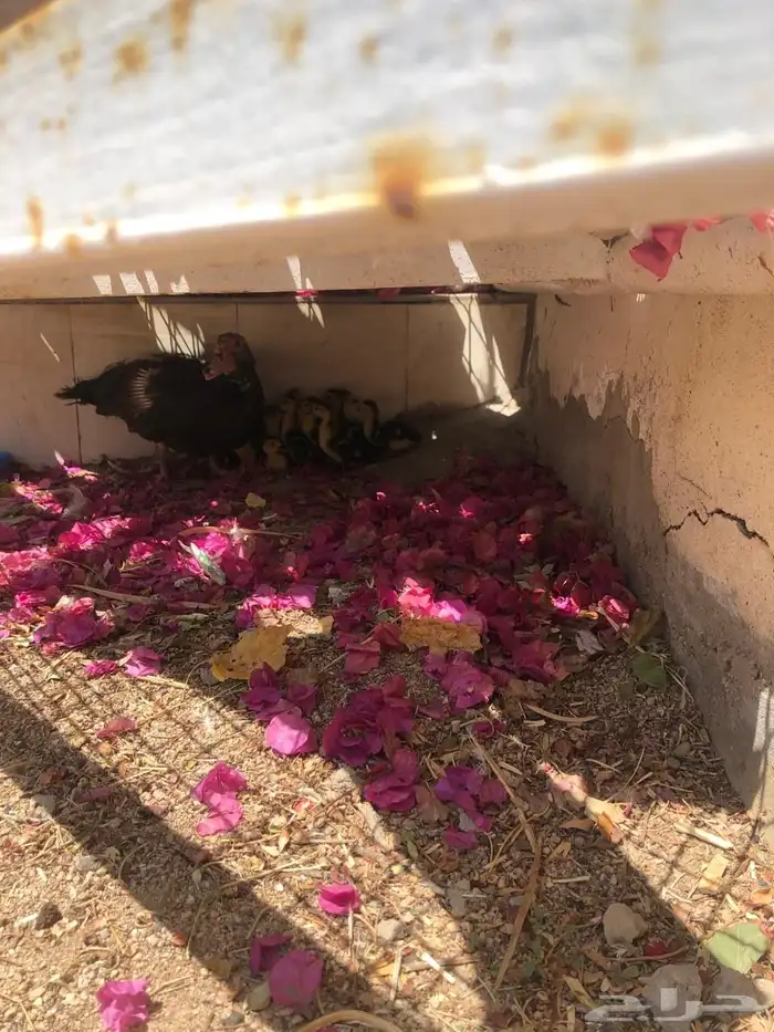 بطة وصيصان 8 2