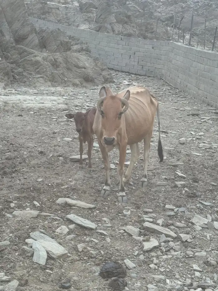 بقر 1