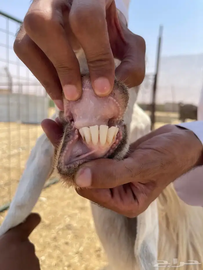 معزاء طيبه تم البيع 8