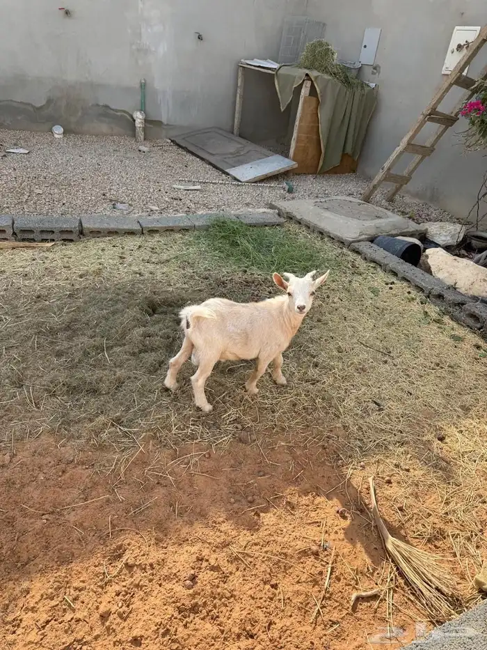 ماعز قزمي للبيع 3