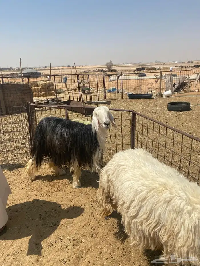 للبيع شياه نجد طيبة بفحلها 7
