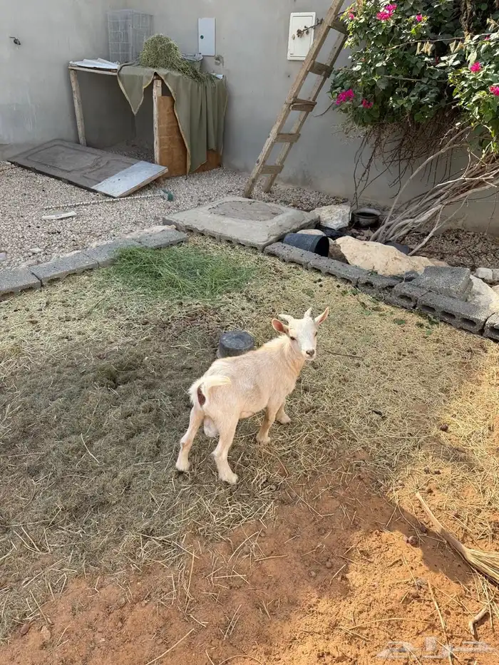 ماعز قزمي للبيع 0
