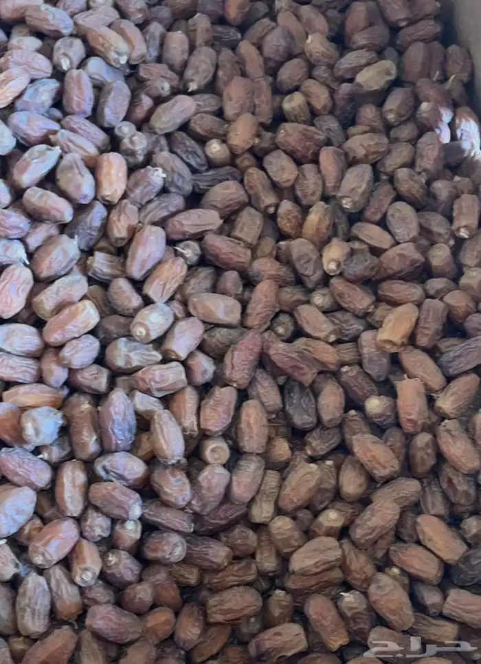 علف نفيع تمر للبيع 2