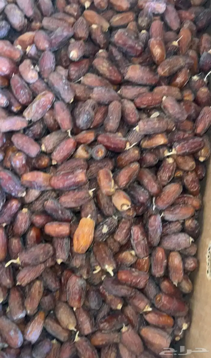 علف نفيع تمر للبيع 4