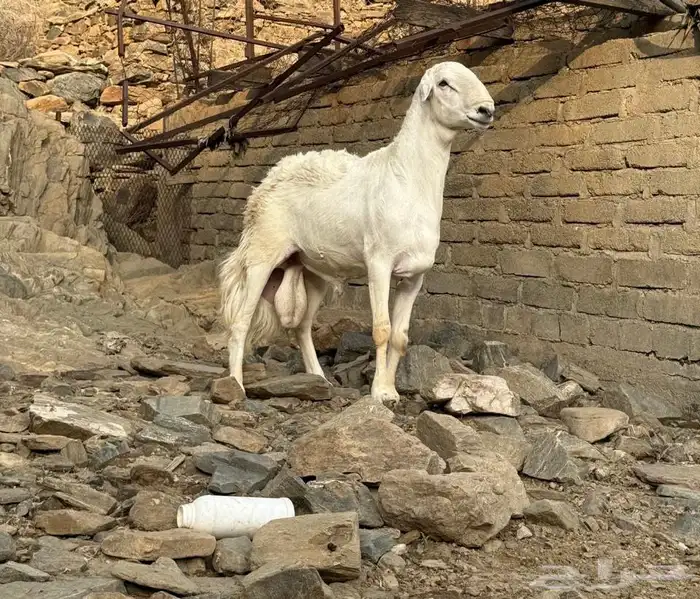 فحل حري مشروط 0