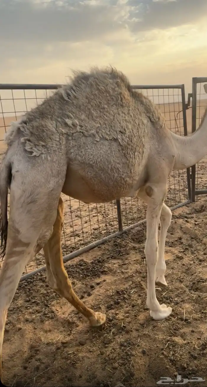 بكرهه للبيع لباني عمرهه 7 شهور 1