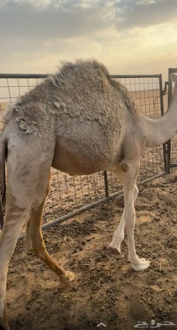 بكرهه للبيع لباني عمرهه 7 شهور 0