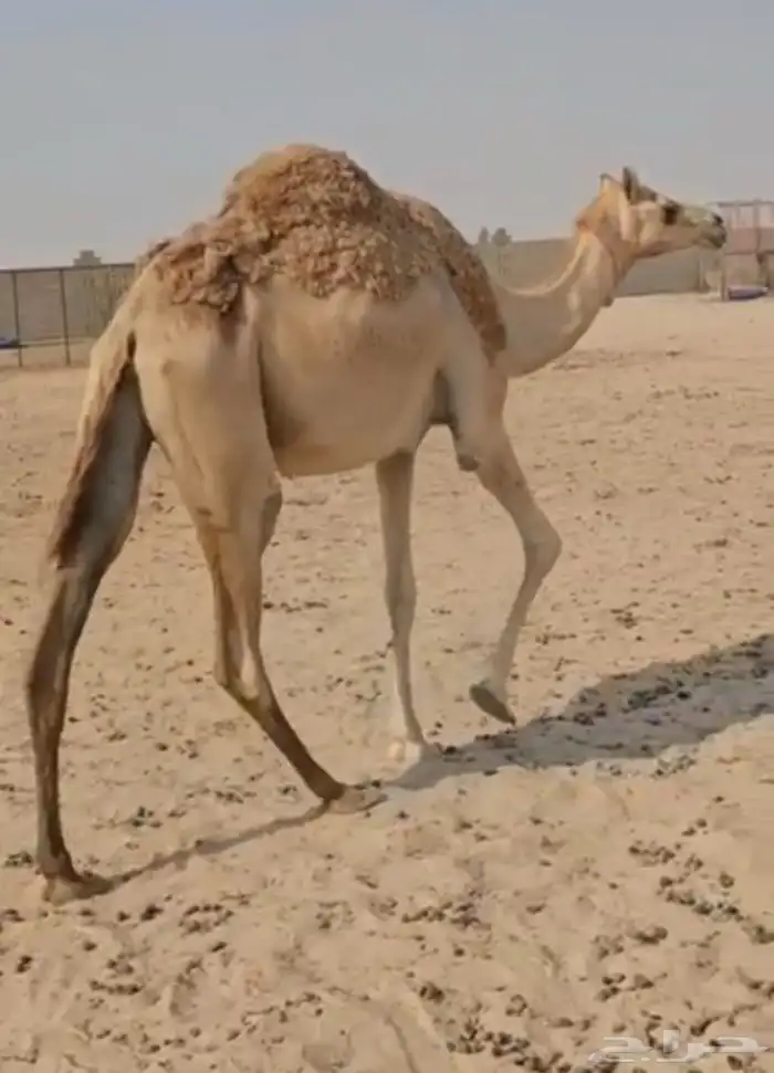 هجن عشراء كفو وبكر سابقه بيده 1