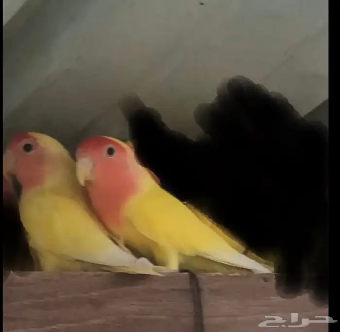 جوزين روز رد فيس 2