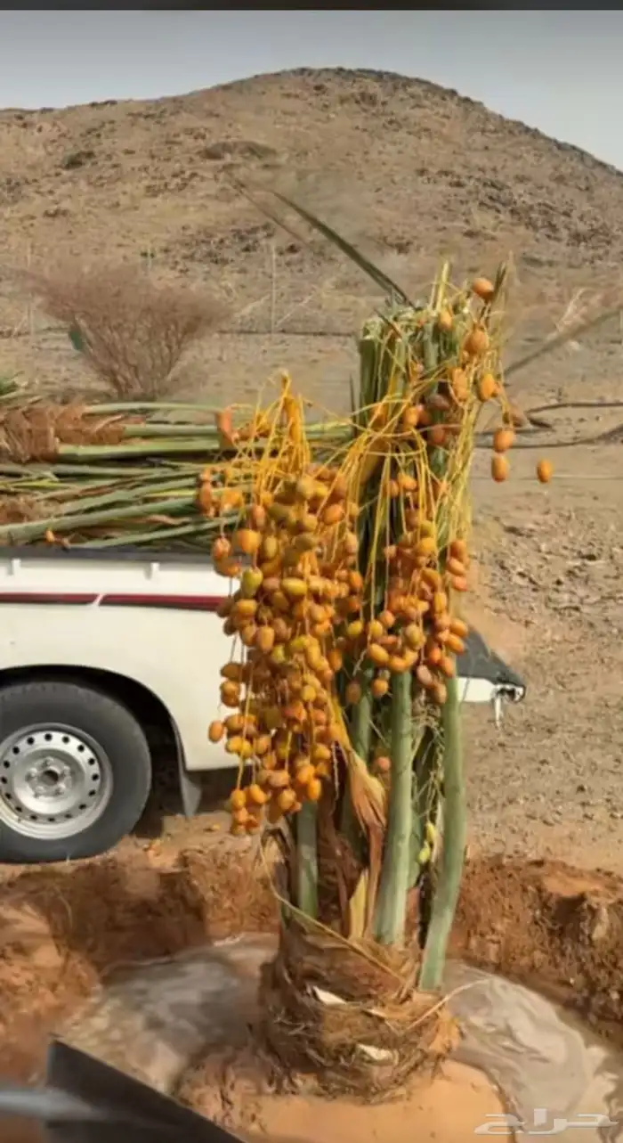نخل فاخر اللبيع 2