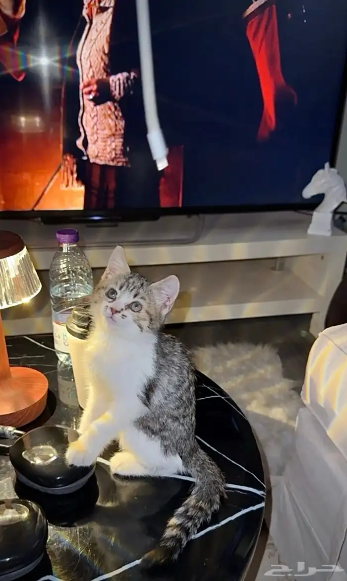 قطط شيرازي تبني 2