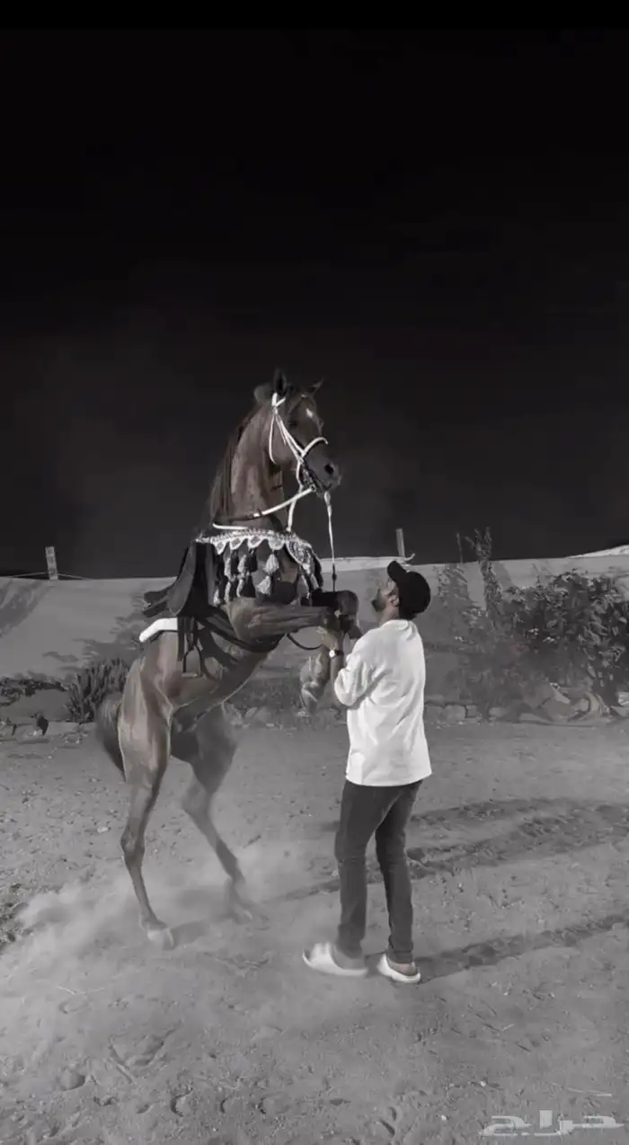 فحل مربط واهو 5