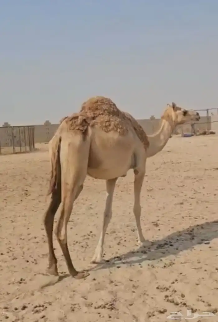 هجن عشراء كفو وبكر سابقه بيده 0