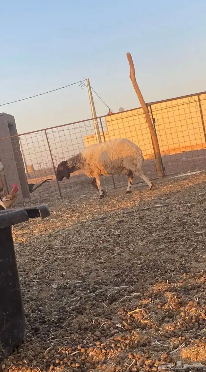 نعجه نعيميه للبيع 2