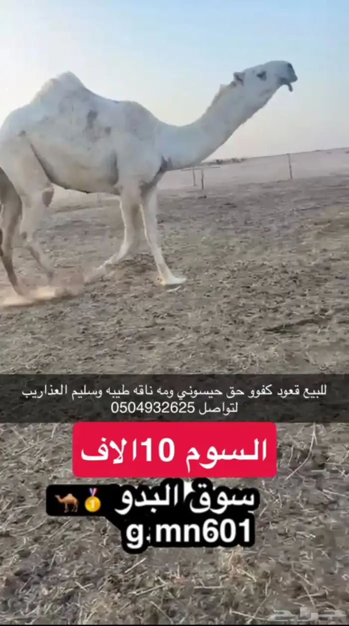 قعود كفوو حيسوني 0