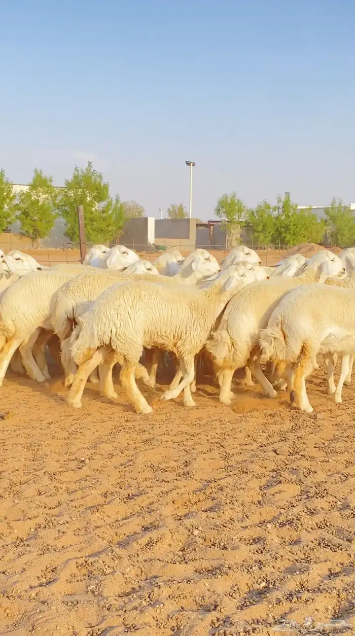 غنم رخال حريات جذعات صنف العدد 21 8