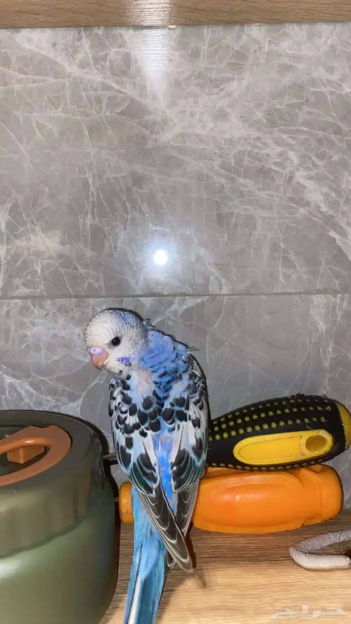 بادجيات هولنديه هوقو وعاديه اليفه 1