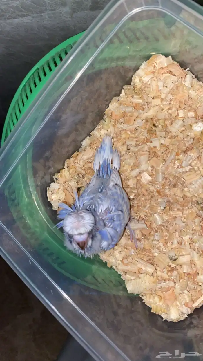 بادجيات هولنديه هوقو وعاديه اليفه 7