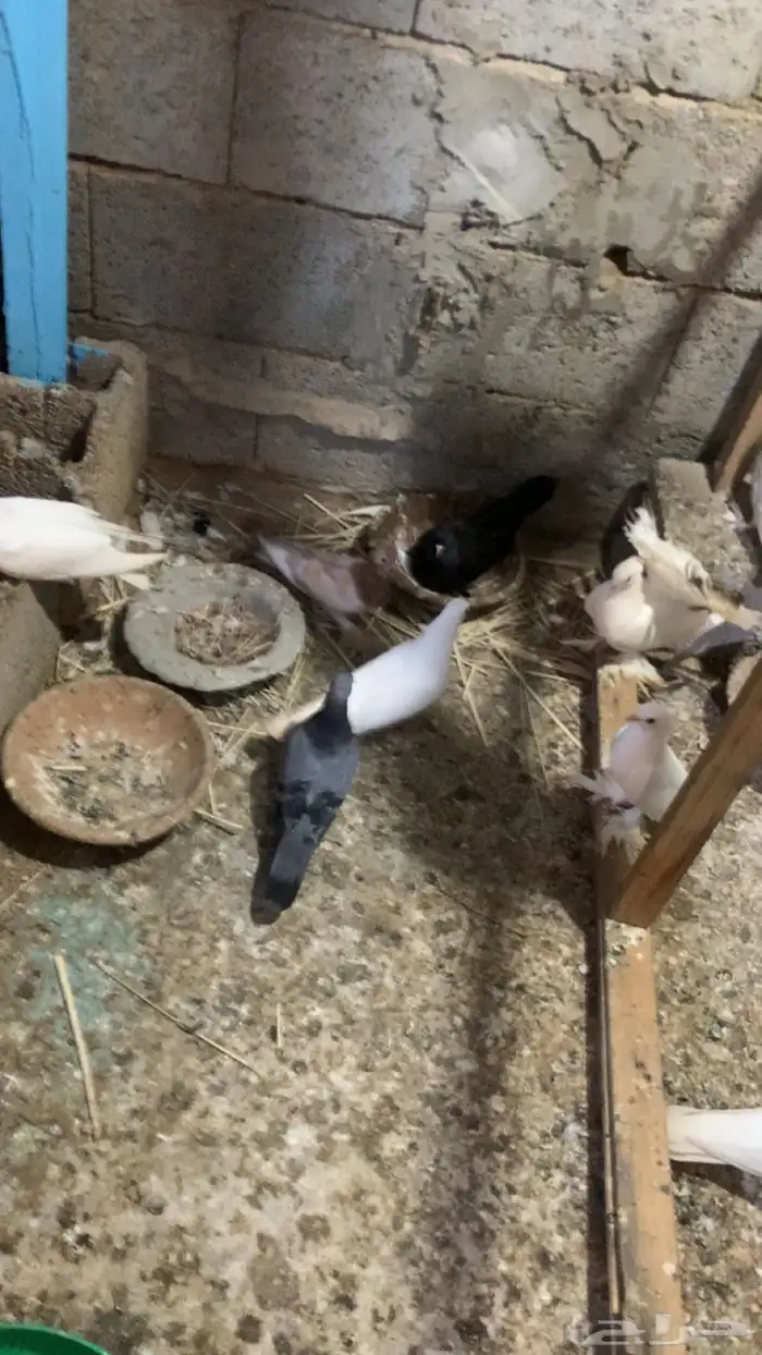 عشه حمام صنعاني فيه اربع ازواج رقاص وانثى كنق 1