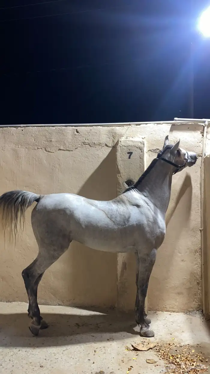 حصان واهو مكس 5