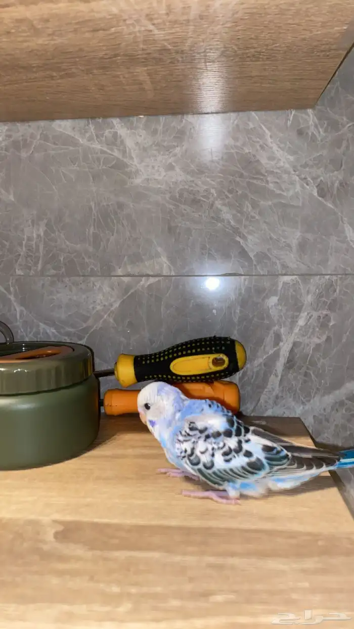 بادجيات هولنديه هوقو وعاديه اليفه 4