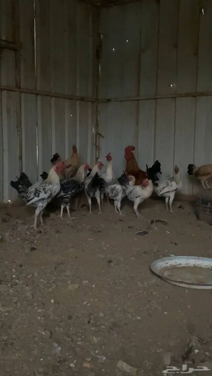 دجاج البيع ذكور 0