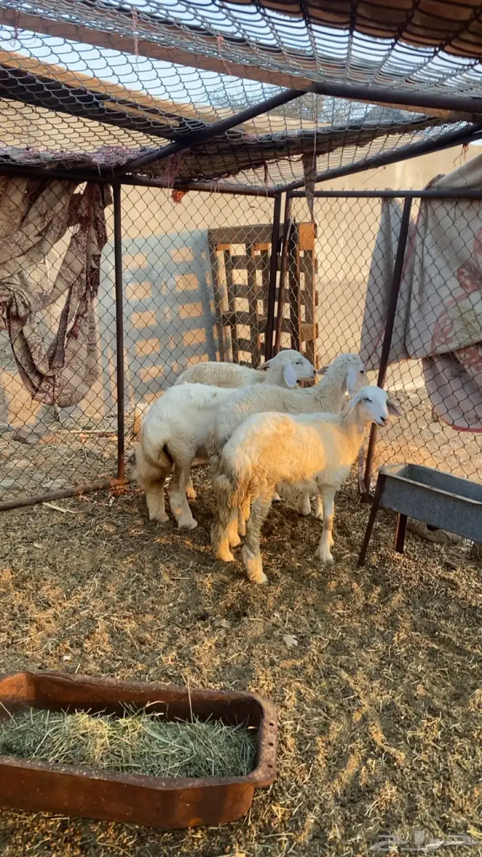 أدخل 0