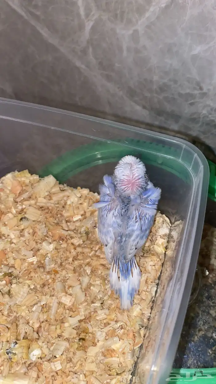 بادجيات هولنديه هوقو وعاديه اليفه 6