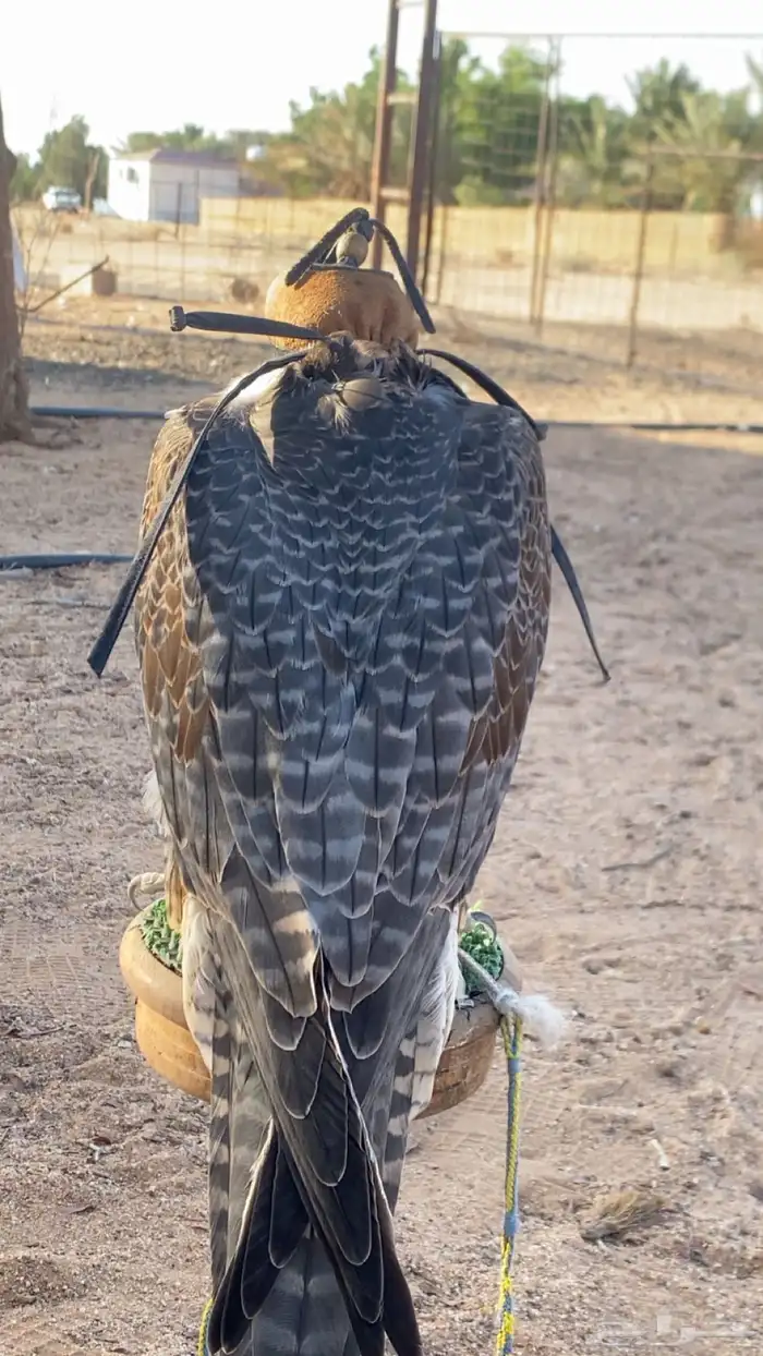 جير شاهين 1
