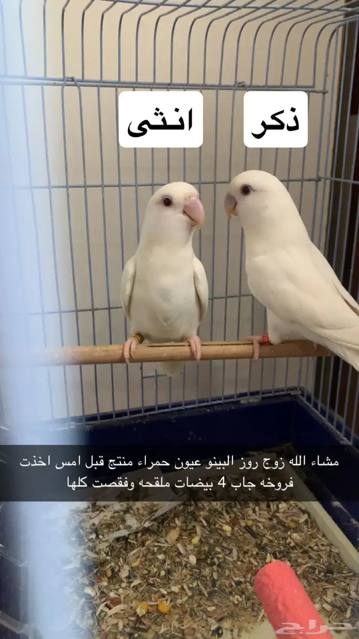 زوج روز البينو . 0