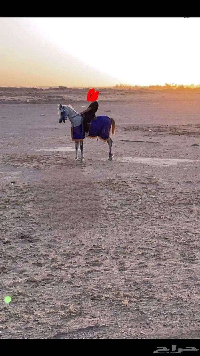 حصان واهو 0