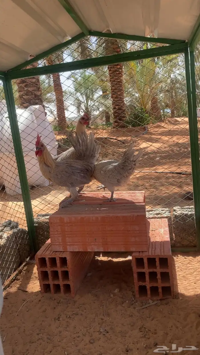 دجاج فيومي المنيوم للبيع 0
