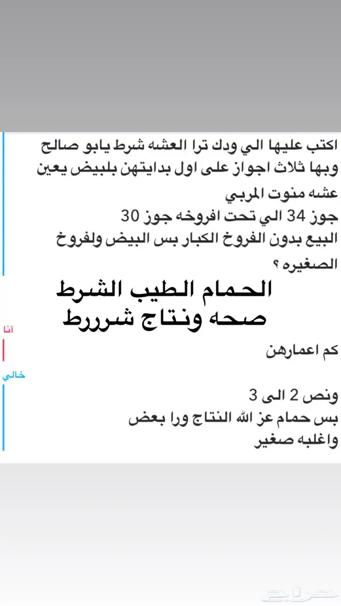 حمام زاجل اجواز شرط من30-34 0