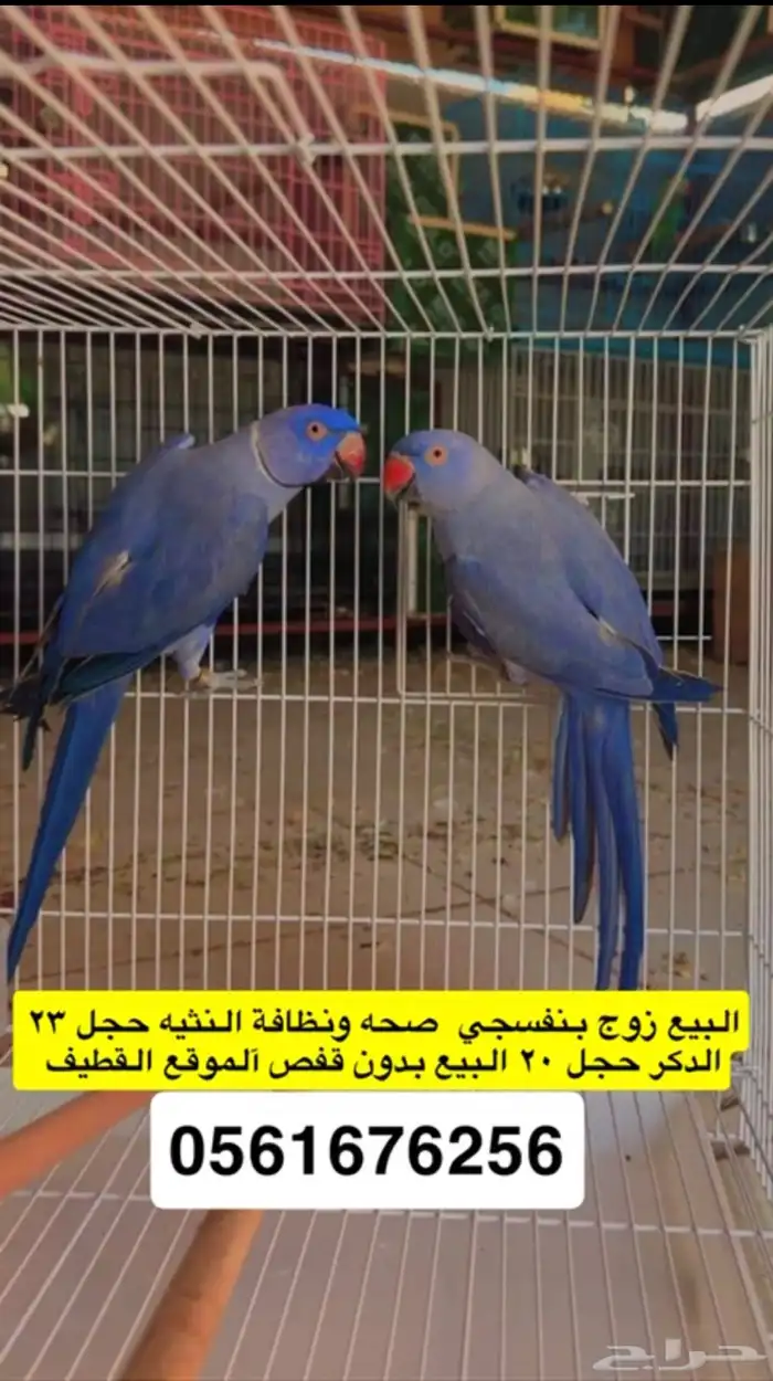 زوج دره فايلوت 0