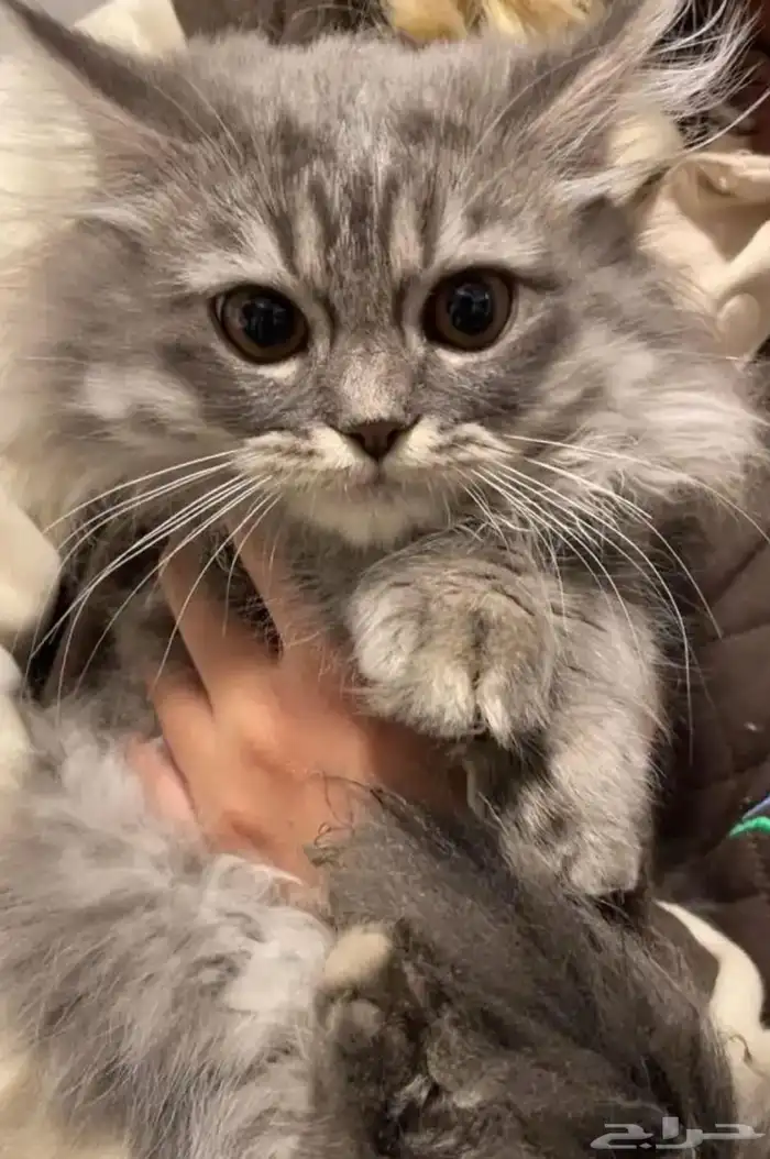half sherazi half Scottish kittens for adoption 0