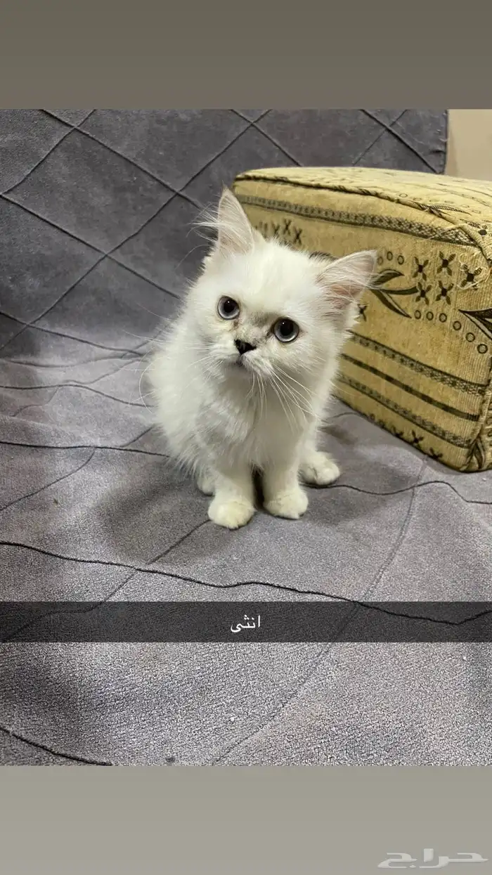 قطط للبيع 0