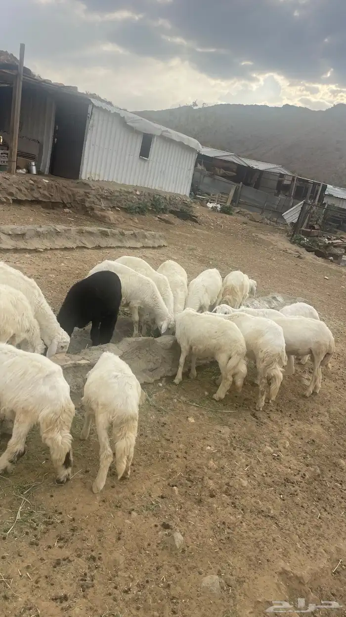 بهم تربيه 0