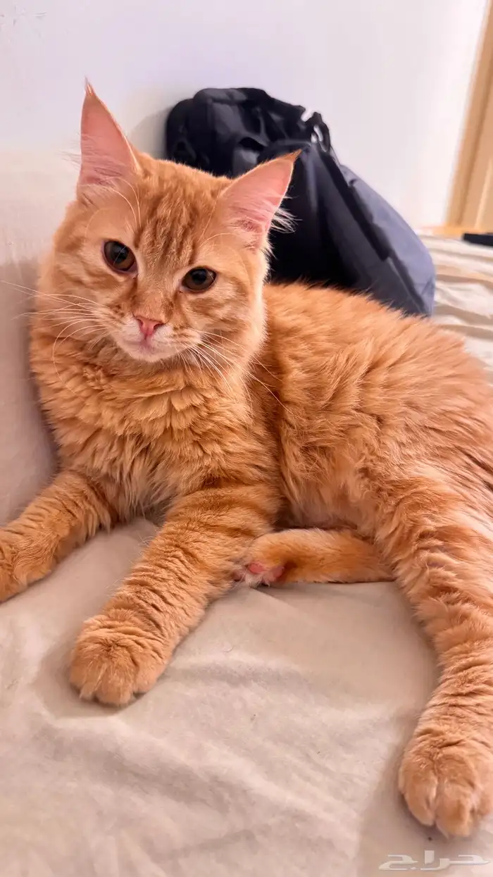 قط شيرازي ذكر للتبني 0