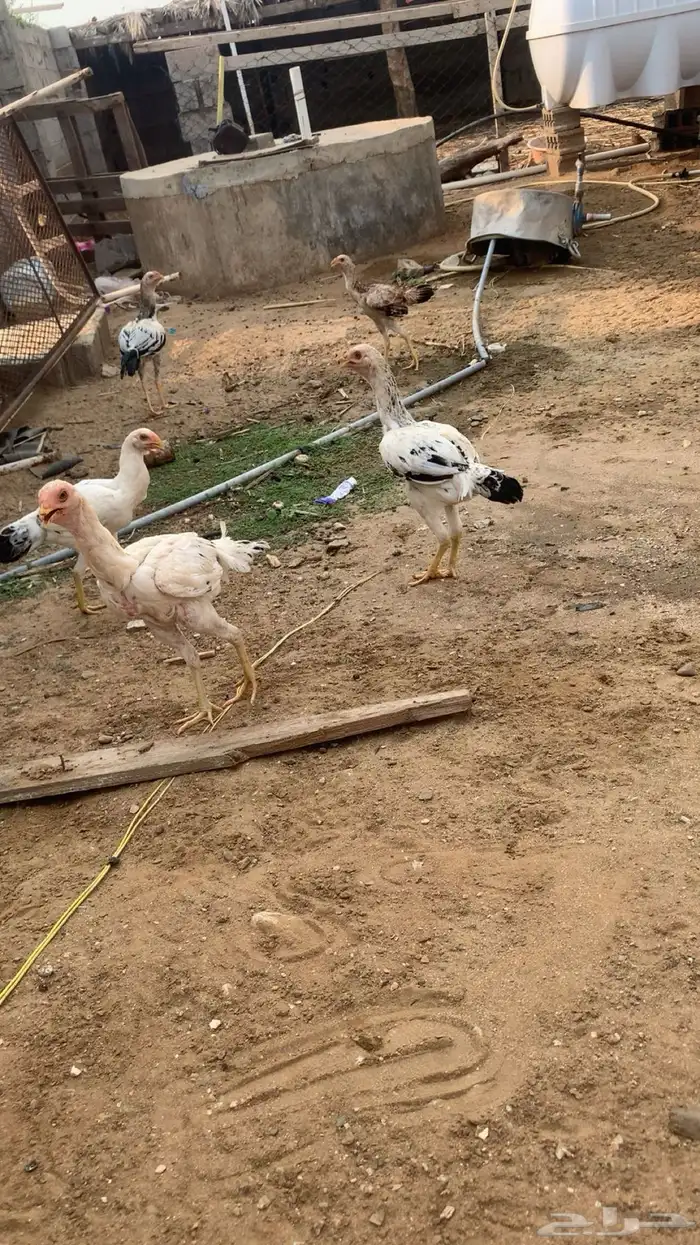 دجاج فارسي على باكستاني 0