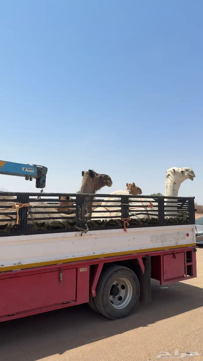 دنا هيدروليك 0