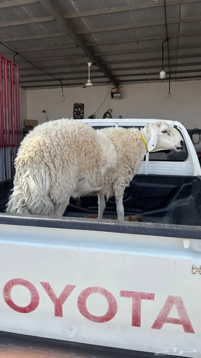 خروف 3