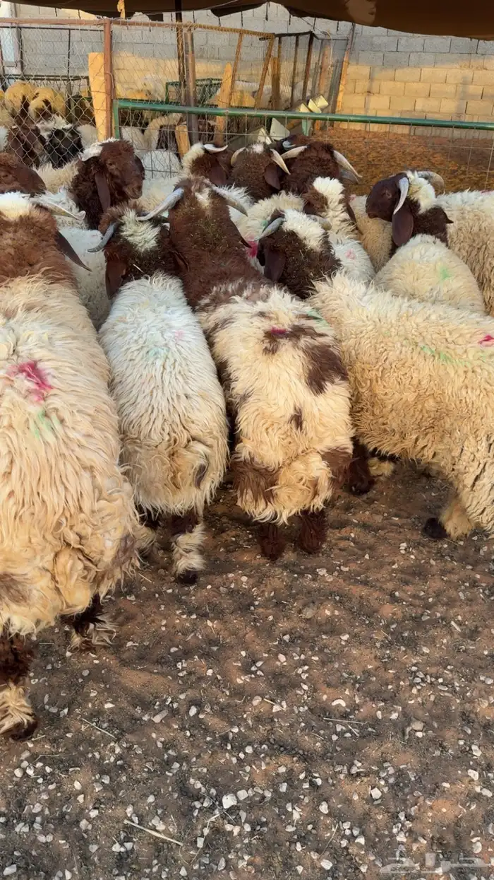 نعيمي بلدي ومتوفر تمارا 100 تقييم 1