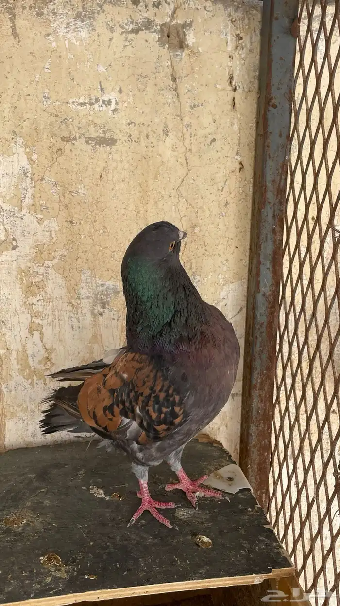 ذكر كنق 1