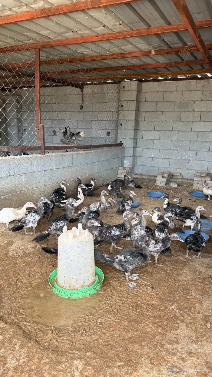 بط للبيع 2