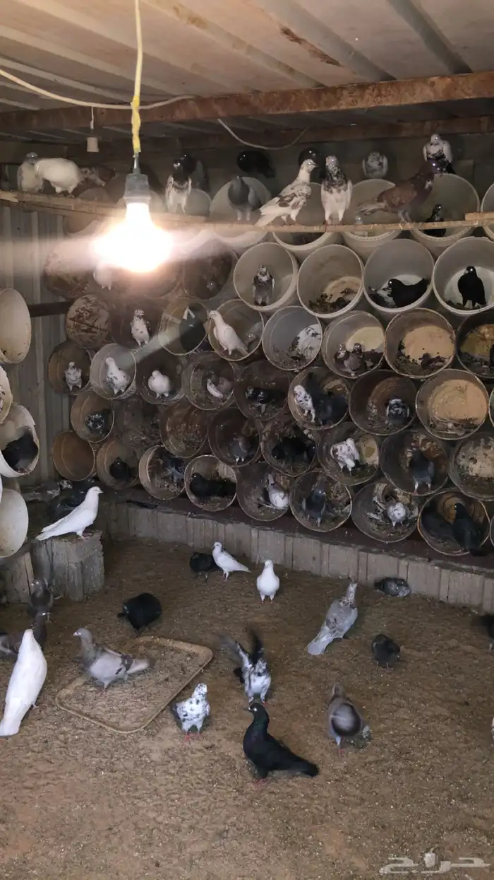 حمام مهجن مشروط 0